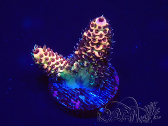 WYSIWYG Acropora 15F12 Mariculture acclimaté led