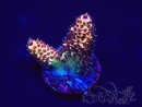 WYSIWYG Acropora 15F12 Mariculture acclimaté led