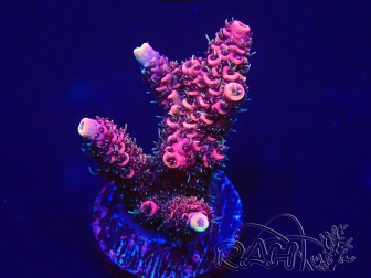WYSIWYG Acropora 15G1 Mariculture acclimaté led