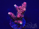 WYSIWYG Acropora 15G1 Mariculture acclimaté led