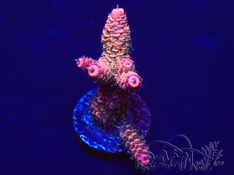 WYSIWYG Acropora 15G2 Mariculture acclimated under LED