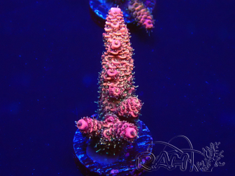 WYSIWYG Acropora 15G3 Maricultuur geacclimatiseerd onder LED