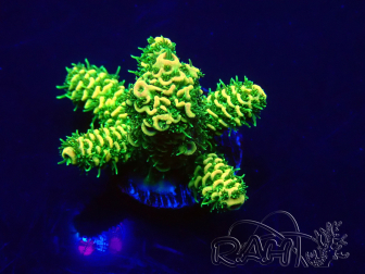 WYSIWYG Acropora 15G5 Marikultur unter LED akklimatisiert
