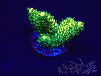 WYSIWYG Acropora 15G6 Mariculture acclimaté led
