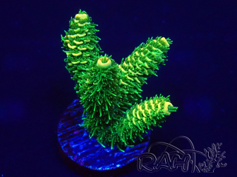 WYSIWYG Acropora 15G7 Mariculture acclimaté led