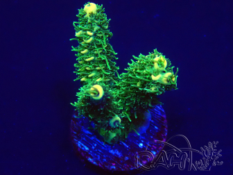WYSIWYG Acropora 15G8 Mariculture acclimaté led