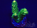 WYSIWYG Acropora 15G8 Maricultuur geacclimatiseerd onder LED