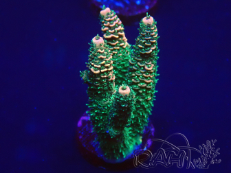 WYSIWYG Acropora tenuis 15G9 Mariculture acclimaté led