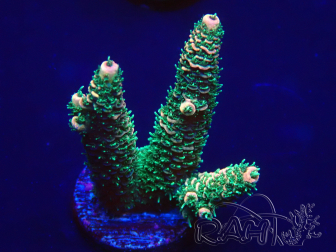 WYSIWYG Acropora 15G10 Maricultura aclimatada bajo LED