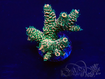 WYSIWYG Acropora 15G12 Mariculture acclimaté led