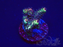 WYSIWYG Acropora 15H1 Mariculture acclimaté led