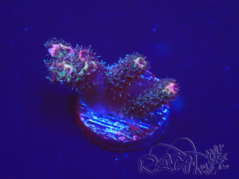 WYSIWYG Acropora 15H2 Maricoltura acclimatata sotto LED