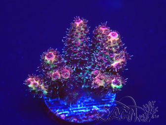 WYSIWYG Acropora 15H3 Mariculture acclimated under LED