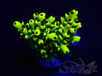 WYSIWYG Acropora 15I2 Marikultur unter LED akklimatisiert