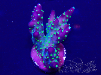 WYSIWYG Acropora tenuis 15A9 Mariculture acclimaté led