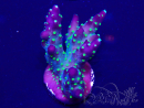 WYSIWYG Acropora tenuis 15A9 Mariculture acclimaté led