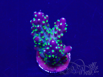 WYSIWYG Acropora hyacinthus 15A11 Mariculture acclimaté led