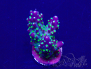 WYSIWYG Acropora hyacinthus 15A11 Mariculture acclimaté led