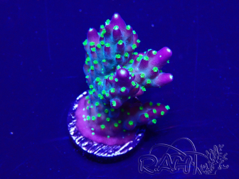 WYSIWYG Acropora 15A12 Maricultura aclimatada bajo LED