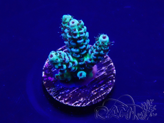 WYSIWYG Acropora tenuis 15B2 Mariculture acclimaté led