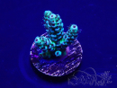 WYSIWYG Acropora tenuis 15B2 Mariculture acclimaté led