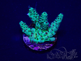 WYSIWYG Acropora tenuis 15B3 Mariculture acclimaté led