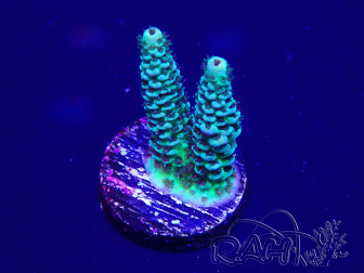 WYSIWYG Acropora tenuis 15B4 Mariculture acclimaté led