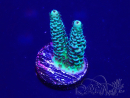 WYSIWYG Acropora tenuis 15B4 Mariculture acclimaté led