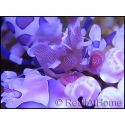Hymenocera elegans(picta) TAILLE M Harlequin shrimp