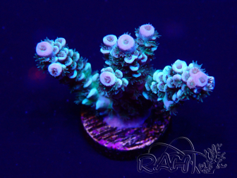 WYSIWYG Acropora 15D1 Mariculture acclimaté led