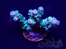 WYSIWYG Acropora 15D1 Mariculture acclimaté led