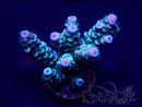 WYSIWYG Acropora tenuis 15D2 Marikultur unter LED akklimatisiert