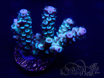 WYSIWYG Acropora 15D4 Mariculture acclimaté led
