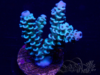 WYSIWYG Acropora 15D5 Mariculture acclimaté led