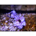 Hymenocera elegans(picta) TAILLE M Harlequin shrimp