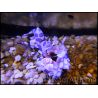 Hymenocera elegans(picta) TAILLE M Harlequin shrimp