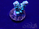 WYSIWYG Acropora 15D6 Mariculture acclimaté led