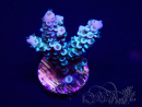 WYSIWYG Acropora millepora 15D7 Mariculture acclimaté led