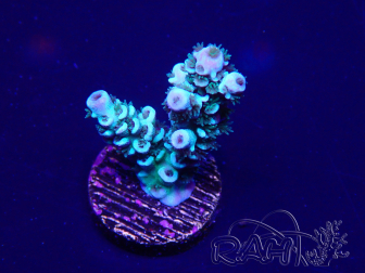 WYSIWYG Acropora 15D9 Mariculture acclimaté led