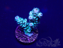 WYSIWYG Acropora 15D9 Mariculture acclimaté led