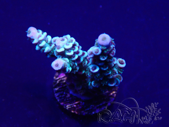 WYSIWYG Acropora 15D12 Mariculture acclimaté led