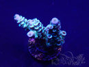 WYSIWYG Acropora 15D12 Mariculture acclimaté led