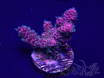 WYSIWYG Acropora 15E2 Mariculture acclimaté led