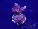 WYSIWYG Acropora 15E3 Mariculture acclimaté led