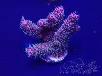 WYSIWYG Acropora 15E10 Mariculture acclimaté led