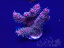 WYSIWYG Acropora 15E10 Mariculture acclimaté led