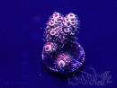 WYSIWYG Acropora granulosa 15F1 Mariculture acclimaté led
