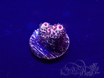 WYSIWYG Acropora 15F7 Mariculture acclimaté led