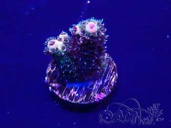 WYSIWYG Acropora tenuis 15F9 Mariculture acclimaté led