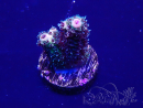 WYSIWYG Acropora tenuis 15F9 Mariculture acclimaté led